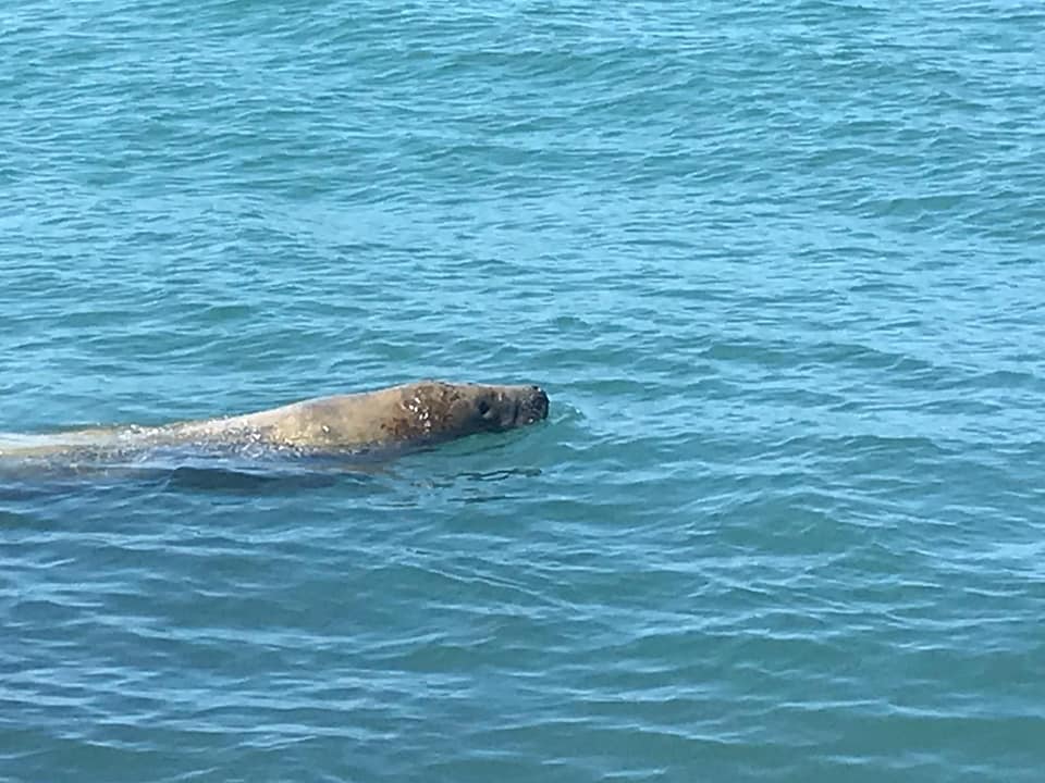 Recent sightings of 'Molly' the manatee at Corpus Christi, South Padre–  Manatee Coffee