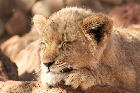 schlafendes Löwenjunges