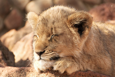 sleeping lion cub