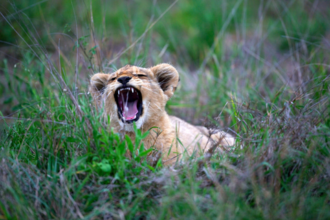 lion cub roaring