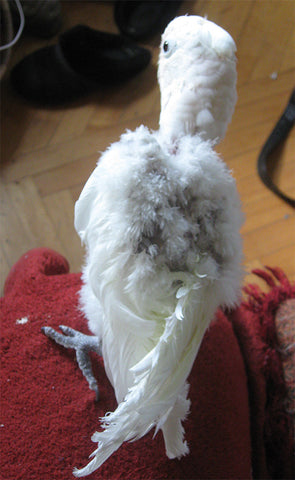 bird feathers growing back after plucking