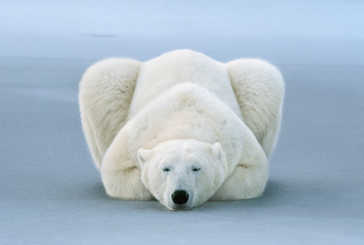 Polar bear steam фото 60