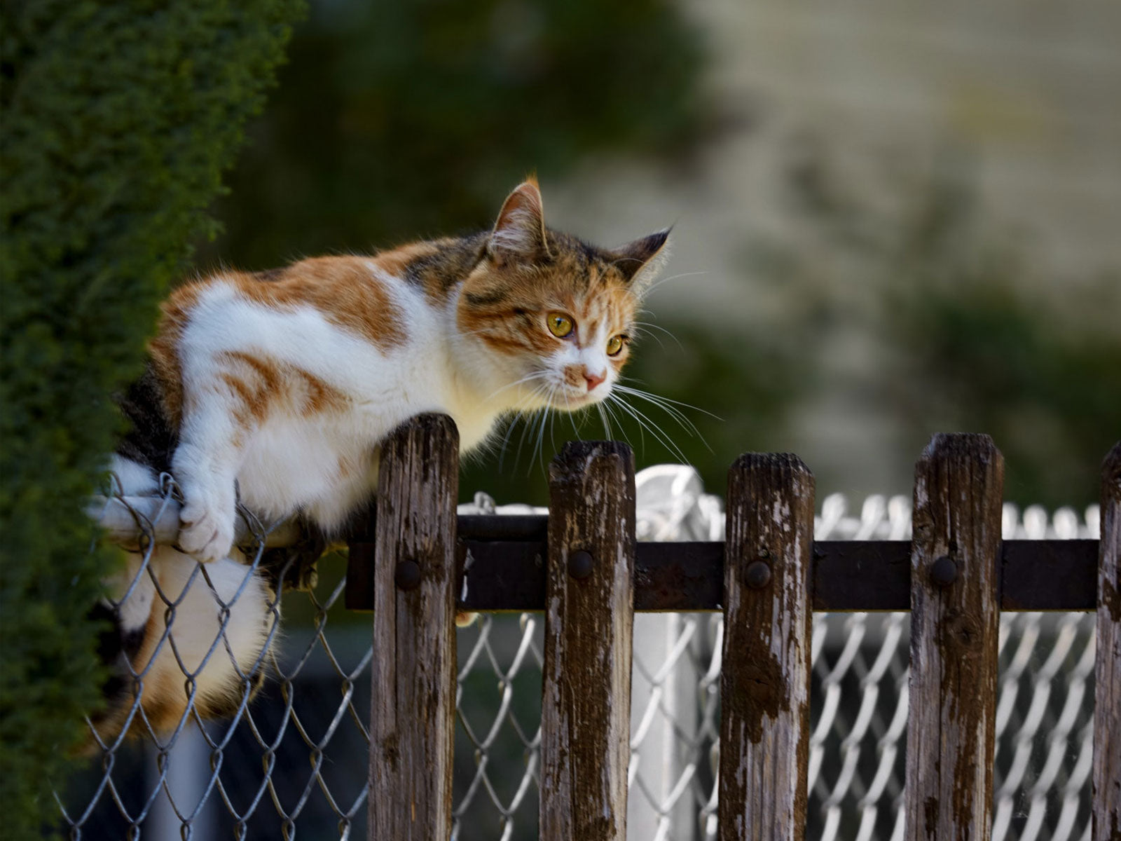 100-foot-fence-coyote-roller-kit