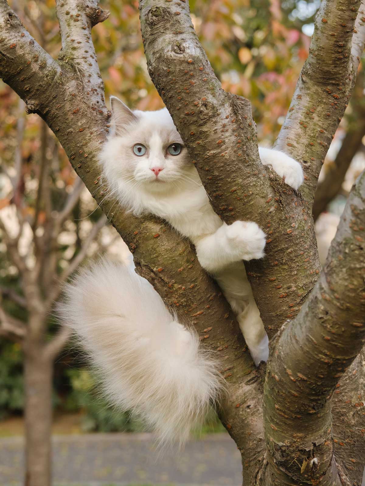 Cat Climbing in Tree