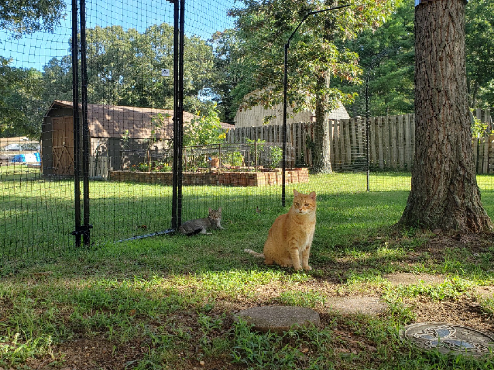 Outdoor Cat Enclosure - Cat-Proof Fences