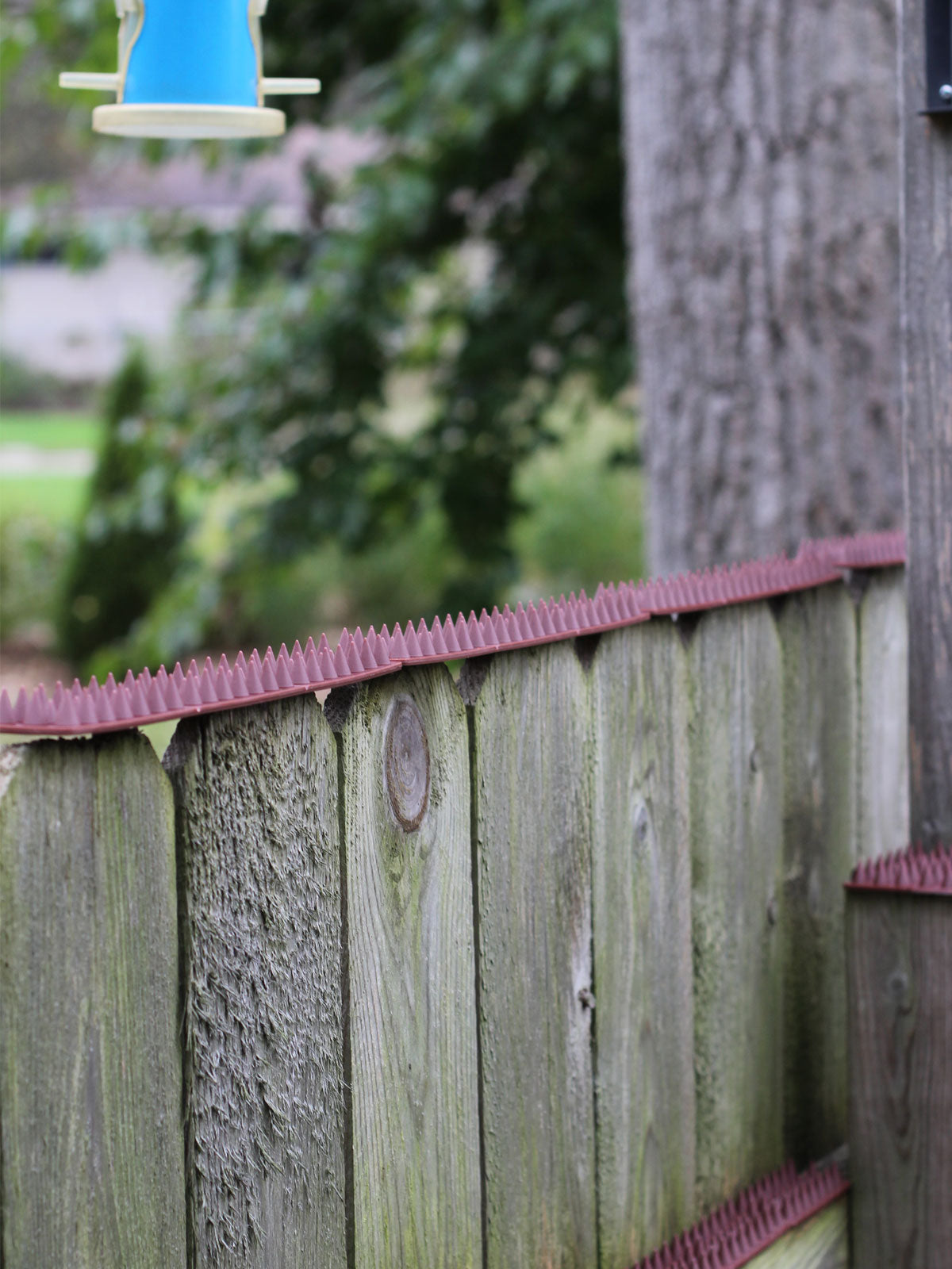 Cat Spikes on Fence near Bird Feeder