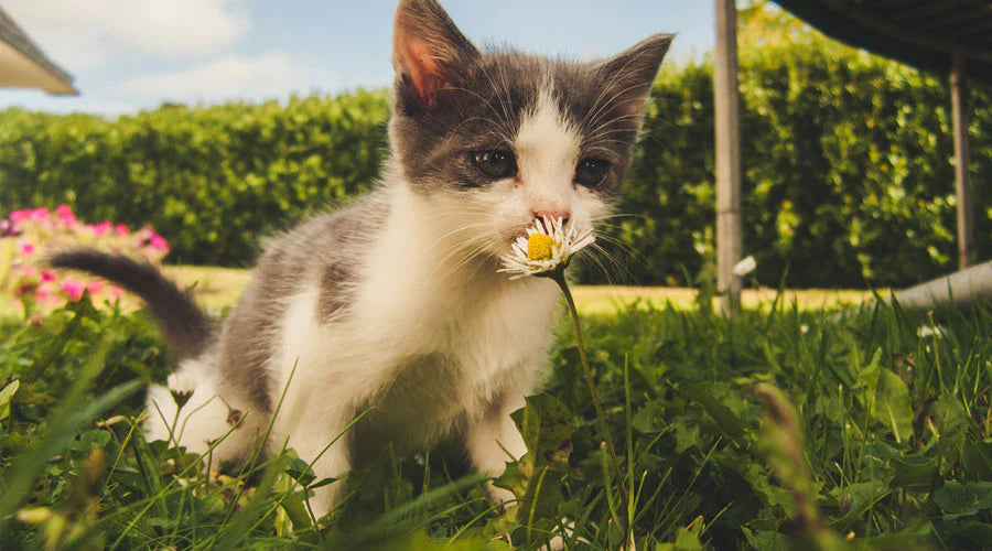 A cat sniffing a flower