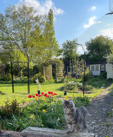 Cat Walking Through A Garden Surrounded By Purrfect Fence Freestanding Cat Fence System