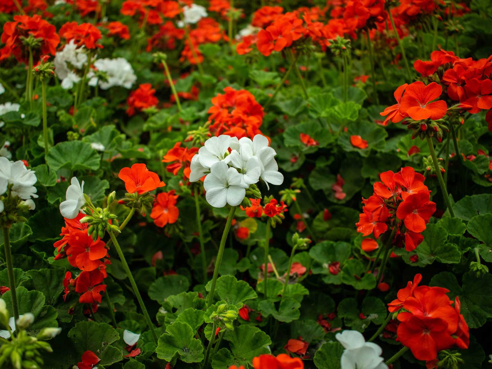 Geraniums Cat Repellent