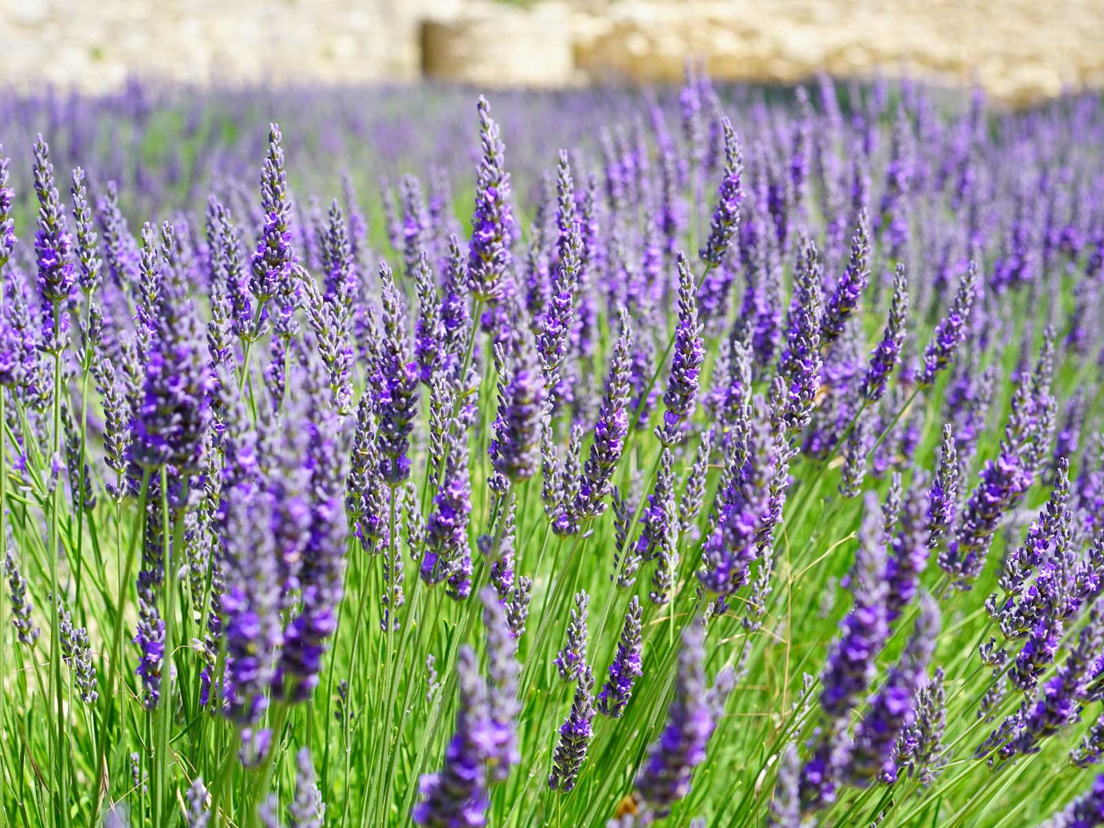 Lavender Plants Cat Deterrent