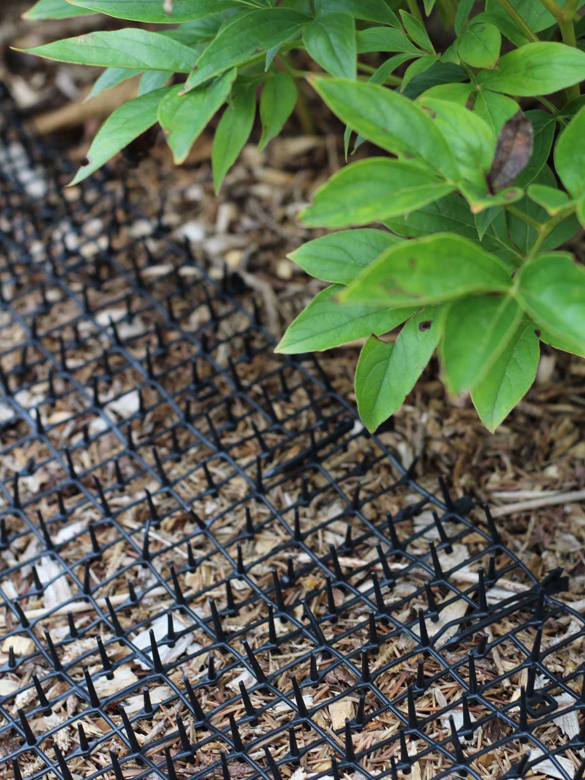 Scat Mat Cat Repellent around Plants