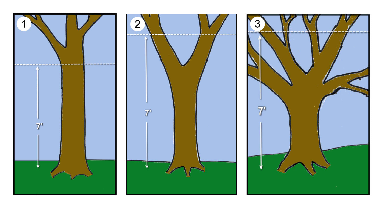 Diagrams Of Three Tree Types