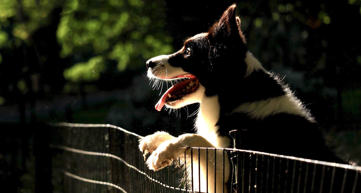 dog jumping over gate