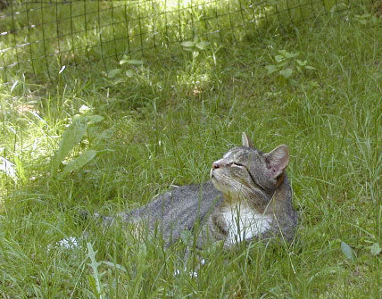 happy cat in an outside cat enclosure