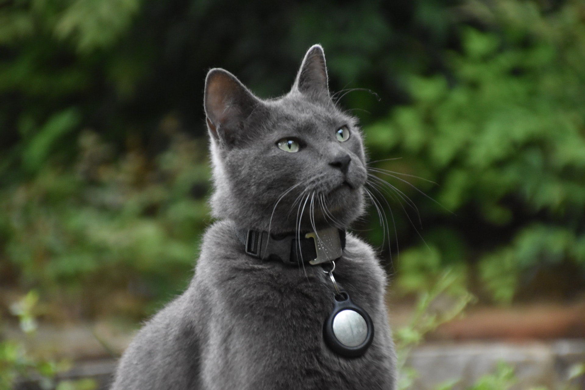 https://cdn.shopify.com/s/files/1/0079/3640/9658/files/invisible-cat-fence-cat-wearing-collar.jpg?v=1666602790