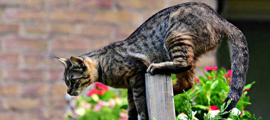 A gray tabby cat on a fence post