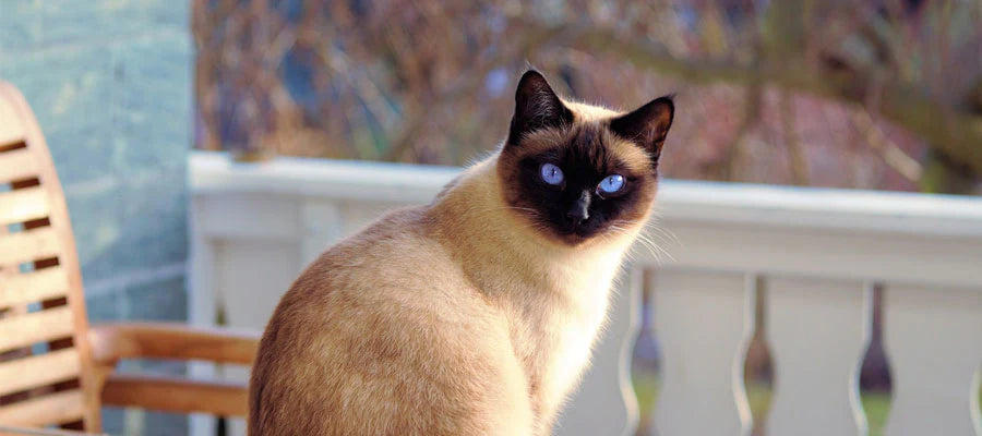 A Siamese cat with blue eyes