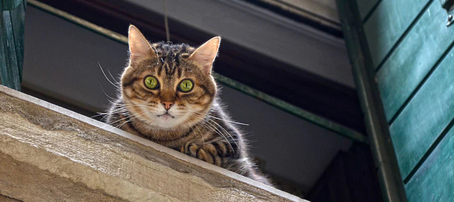 A tabby cat looking over a ledge