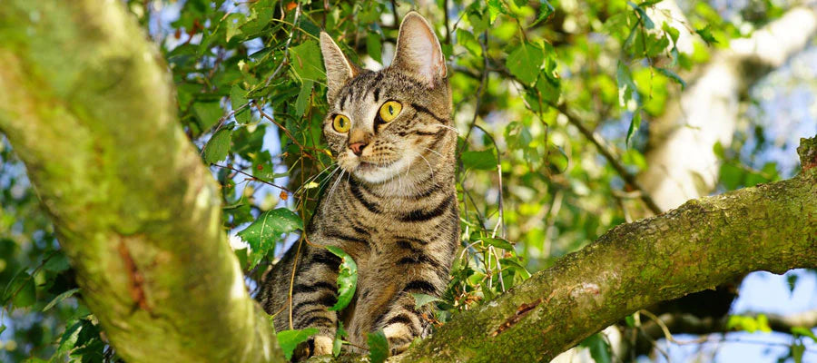 A tabby cat on a tree branch