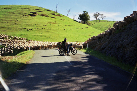 waiting for the sheep to cross on an Australian highway