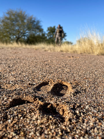 ACLIM8 Animal Tracks