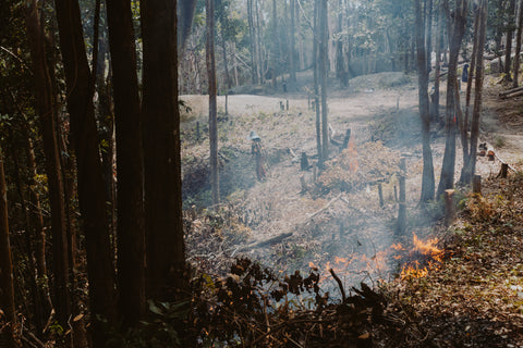 Wildfire in the forest