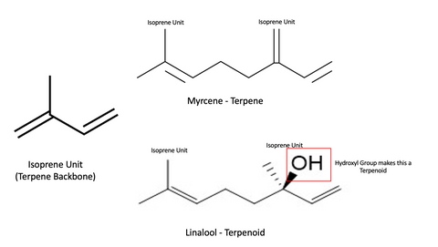 Terpene Vs Terpenoid Example