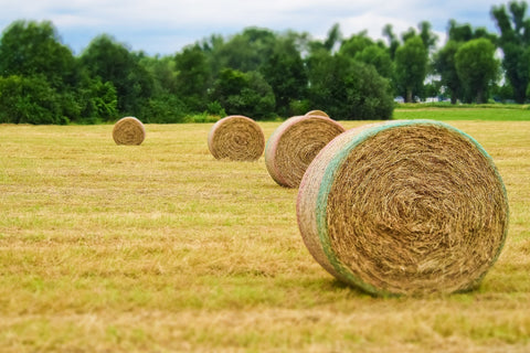 harvest