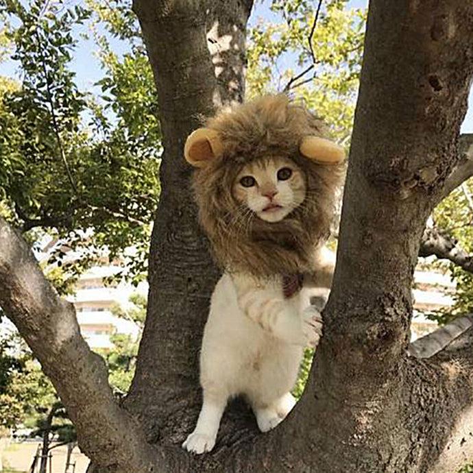 Funny Pet Hair Lion Costume