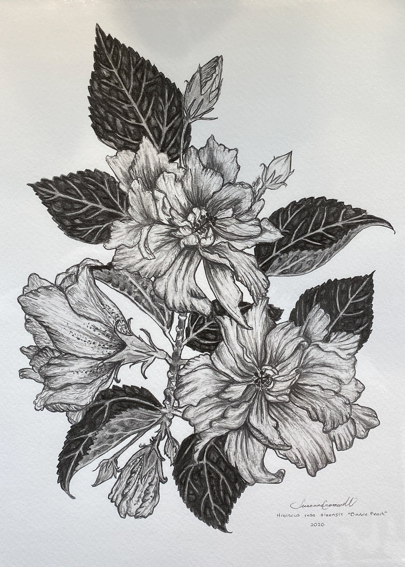 Double Peach Hibiscus Giclee Of Original Graphite Drawing The Monarch Collective