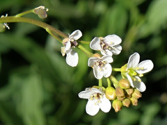 crambe abyssinica