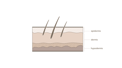 Epidermis Skin Layer hair 