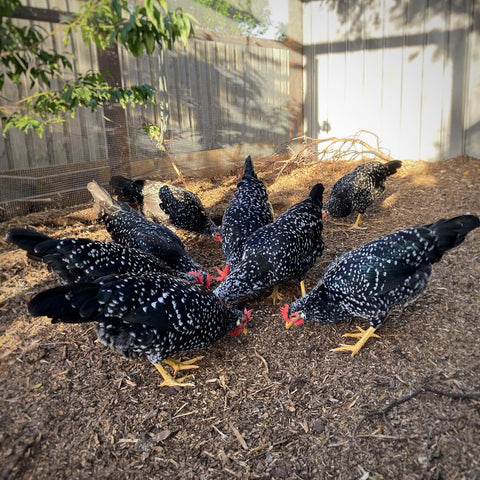 backyard chickens litter management - deep litter system