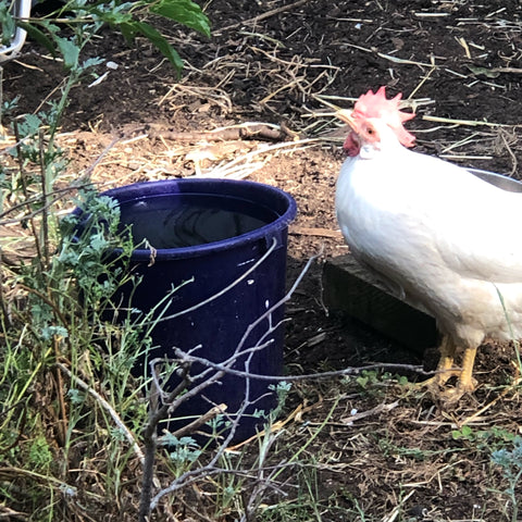 The best and cheapest drinker to use for chickens