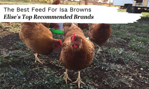 what to feed isa brown backyard chickens