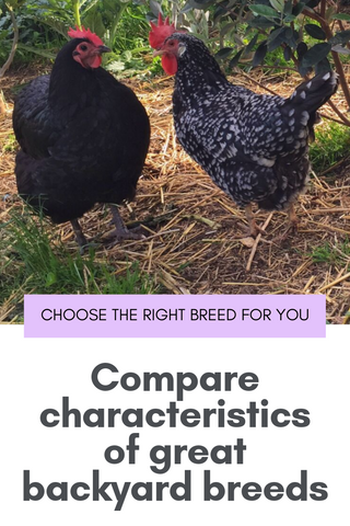 Best chicken breeds for backyards comparison chart