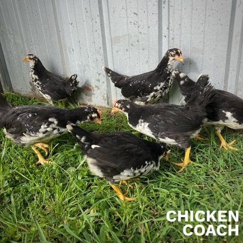 Ancona pullets for sale