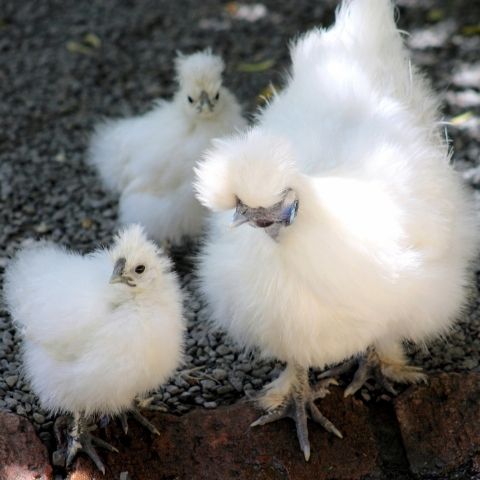 A white Silkie hen and chicks - feathered feet and an easy target for predators