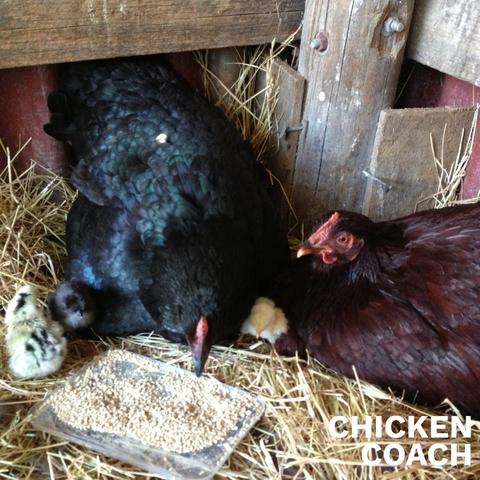 Can I let two hens share a nest and raise the hatched chicks together?