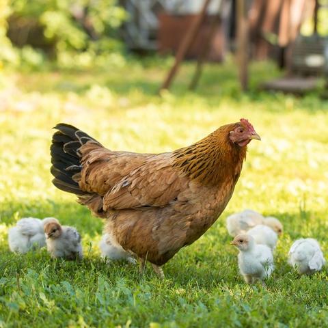 How to set a broody hen with day-old chicks