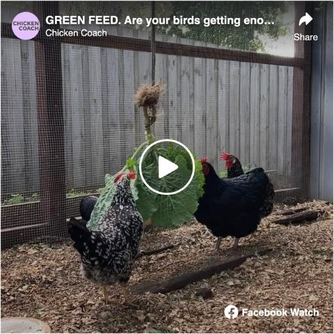 Chicken Coach - Are your birds getting enough greens?