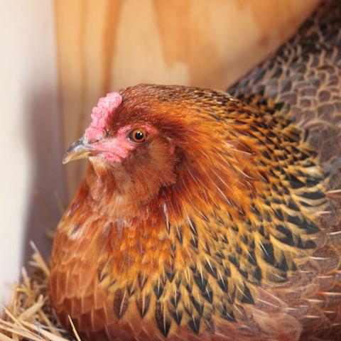 Can I move a broody hen?