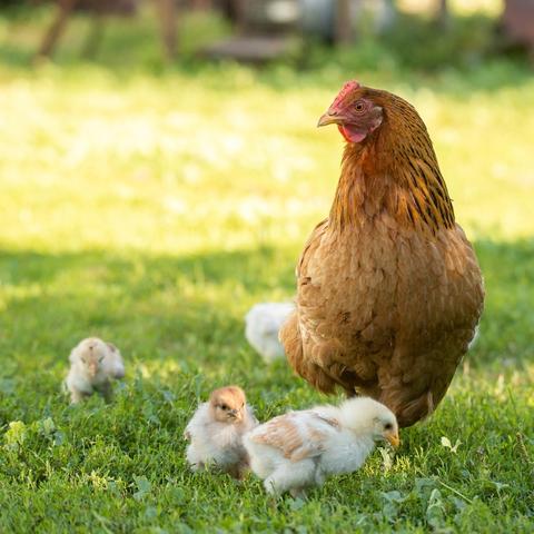 Hatching chicks naturally