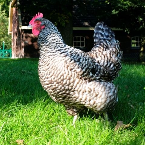 Where to buy heritage chickens