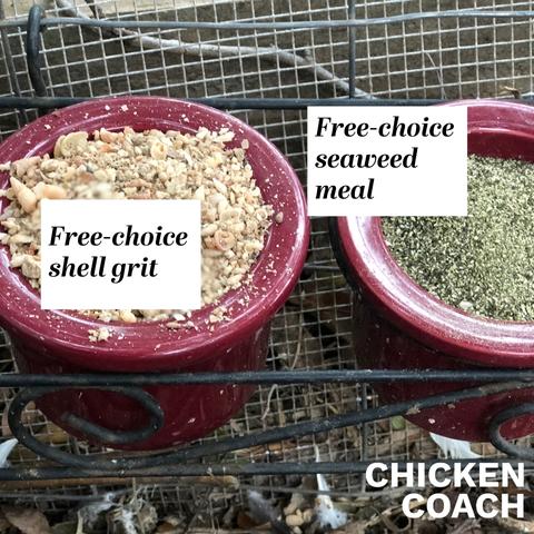 Which shell grit do chickens need