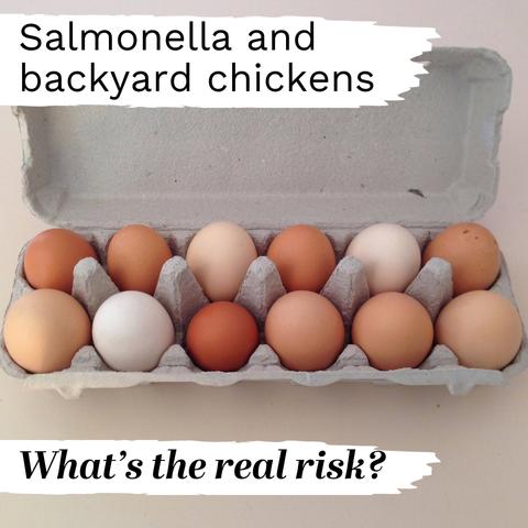 Salmonella and backyard chickens. What's the real risk?