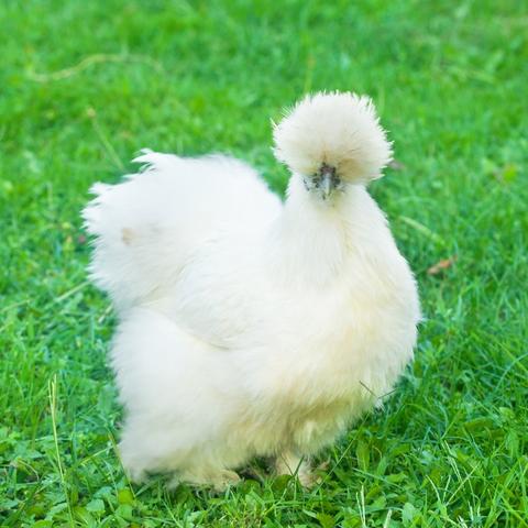 The Ultimate Guide to Choosing the Best Chicken Breeds — Chicken Coach