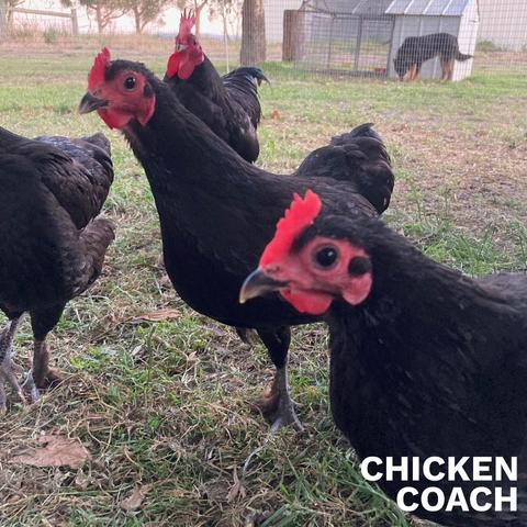 Healthy Australian Bantam Langshan pullets and rooster looking bright and alert