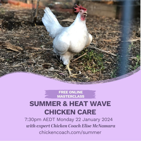 Click here to join me for Summer & Heat Wave Chicken Care, 7:30pm AEDT Monday 22 January 2024