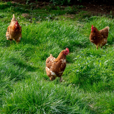 What to feed ISA Brown chickens